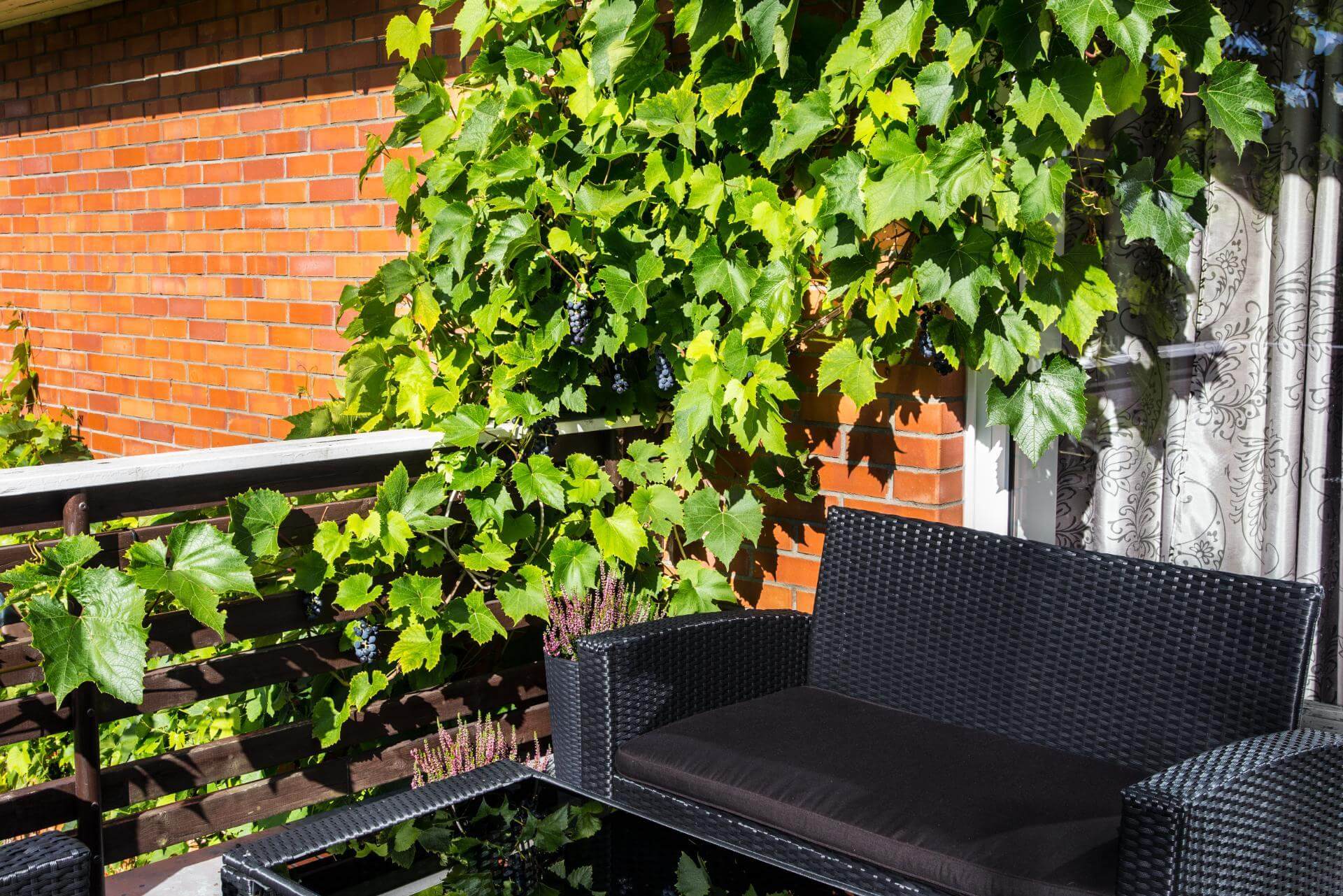 Kletterpflanzen für den Balkon Übersicht & Tipps