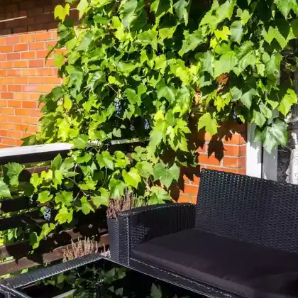 Kletterpflanzen für den Balkon