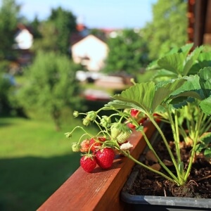 Obstpflanzen für den Balkon