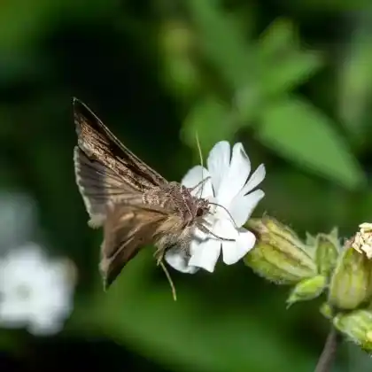Foto von Sumpfwiesen-Graswurzeleule (Apamea sublustris)