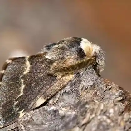 Foto von Kleine Pappelglucke (Poecilocampa populi)