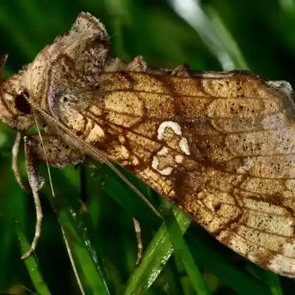 Foto von Eisenhut-Goldeule (Polychrysia moneta)