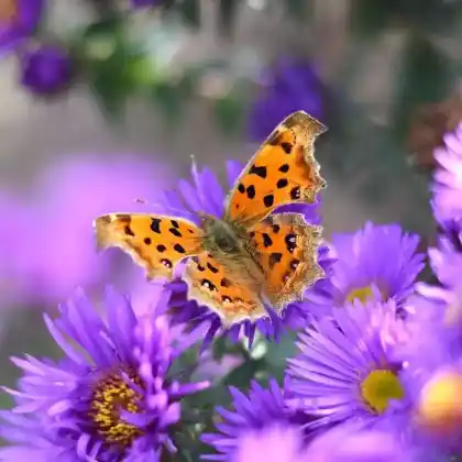 Foto von C-Falter (Polygonia c-album)