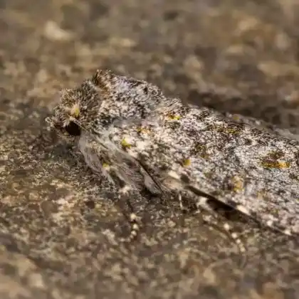 Foto von Gelbliche Steineule (Polymixis flavicincta)