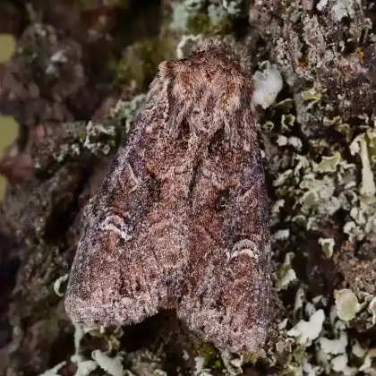 Foto von Ufer-Glanzgraseule (Apamea unanimis)