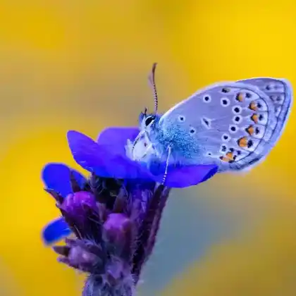 Foto von Prächtiger Bläuling (Polyommatus amandus)