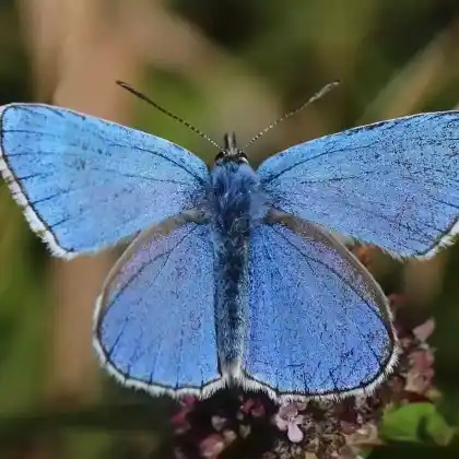 Foto von Himmelblauer Bläuling (Polyommatus bellargus)