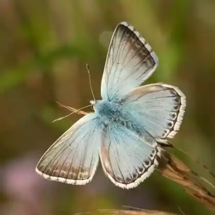 Foto von Silber-Bläuling (Polyommatus coridon)