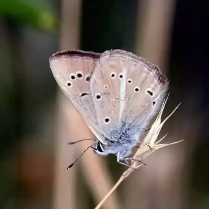 Foto von Weißdolch-Bläuling (Polyommatus damon)