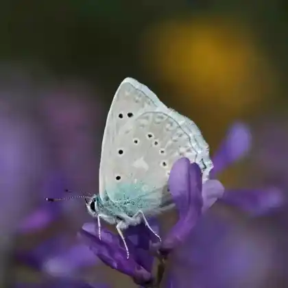 Foto von Zahnflügel-Bläuling (Polyommatus daphnis)