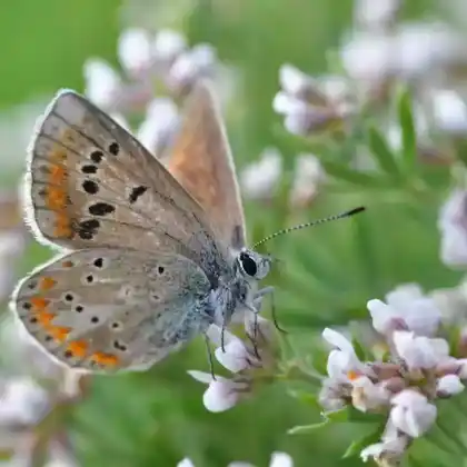 Foto von Hellrandiger Bläuling (Polyommatus dorylas)