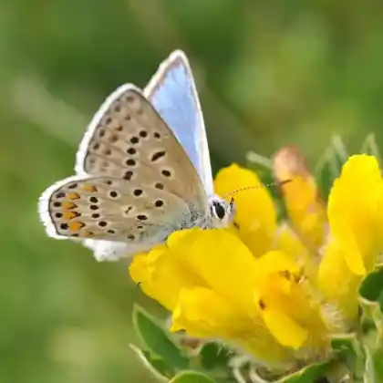 Foto von Eros-Bläuling (Polyommatus eros)