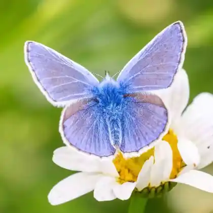 Foto von Hauhechel-Bläuling (Polyommatus icarus)