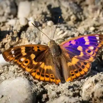 Foto von Kleiner Schillerfalter (Apatura ilia)