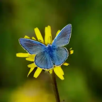 Foto von Esparsetten-Bläuling (Polyommatus thersites)