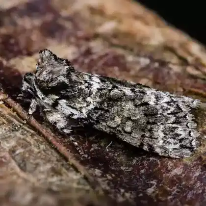 Foto von Moosgrüner Eulenspinner (Polyploca ridens)