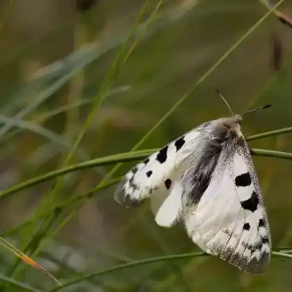 Foto von Alpen-Weißling (Pontia callidice)