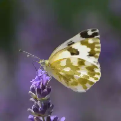 Foto von Reseda-Weißling (Pontia daplidice)