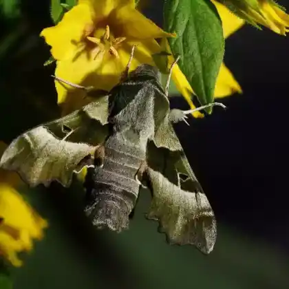 Foto von Nachtkerzenschwärmer (Proserpinus proserpinus)