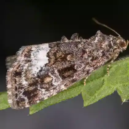 Foto von Waldrasen-Grasmotteneulchen (Protodeltote pygarga)
