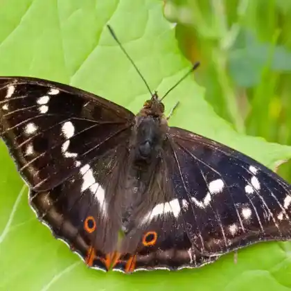 Foto von Großer Schillerfalter (Apatura iris)