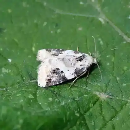 Foto von Pseudeustrotia candidula (Pseudeustrotia candidula)