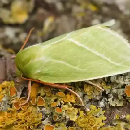 Foto von Buchen-Kahneule (Pseudoips prasinana)