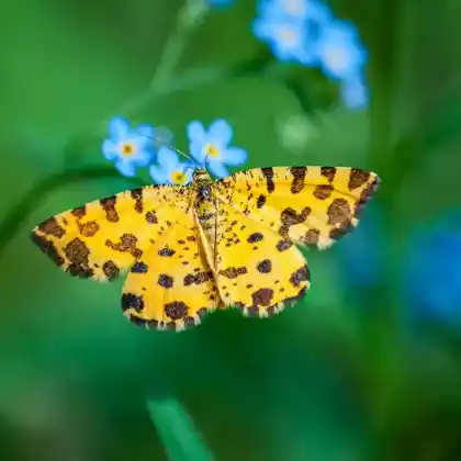 Foto von Pantherspanner (Pseudopanthera macularia)