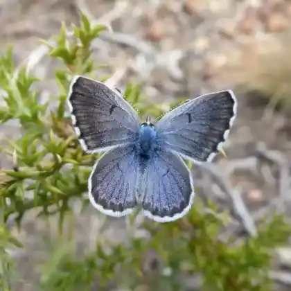Foto von Quendel-Bläuling (Pseudophilotes baton)