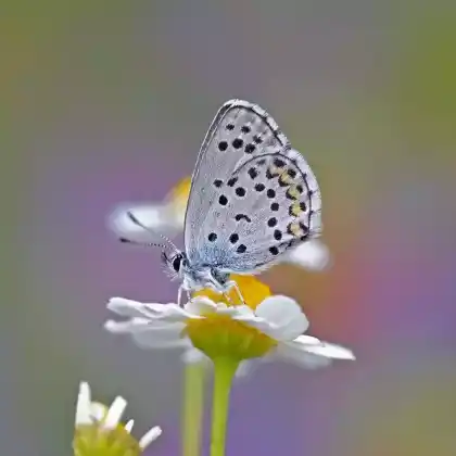 Foto von Östlicher Quendel-Bläuling (Pseudophilotes vicrama)