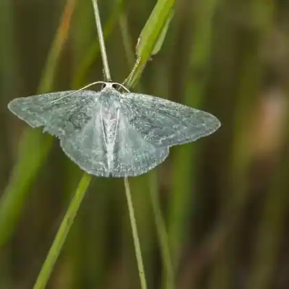 Foto von Ginster-Grünspanner (Pseudoterpna pruinata)