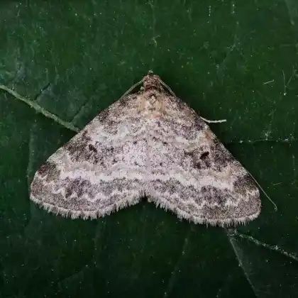 Foto von Kleiner Lappenspanner (Pterapherapteryx sexalata)
