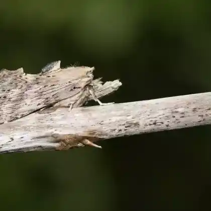 Foto von Palpen-Zahnspinner (Pterostoma palpina)