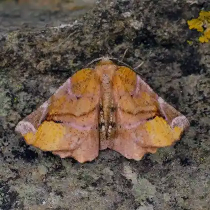 Foto von Geißblatt-Buntspanner (Apeira syringaria)