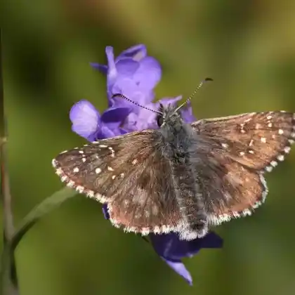 Foto von Graumelierter Alpen-Würfeldickkopffalter (Pyrgus andromedae)