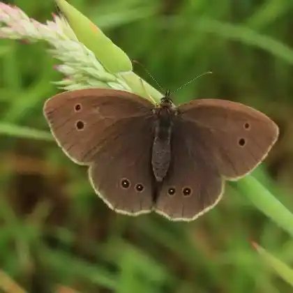 Foto von Schornsteinfeger (Aphantopus hyperantus)