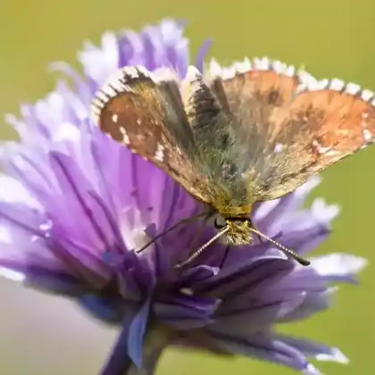 Foto von Alpen-Würfeldickkopffalter (Pyrgus cacaliae)