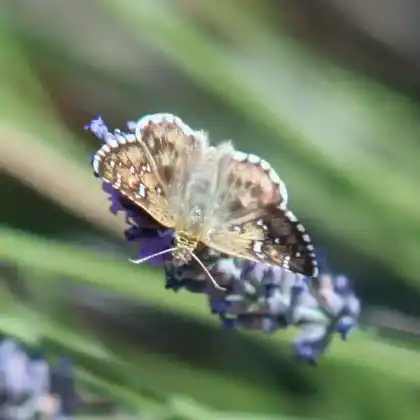 Foto von Spätsommer-Würfeldickkopffalter (Pyrgus cirsii)