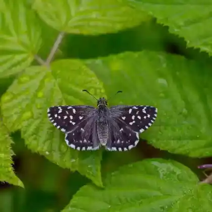 Foto von Gewöhnlicher Würfeldickkopf (Pyrgus malvae)