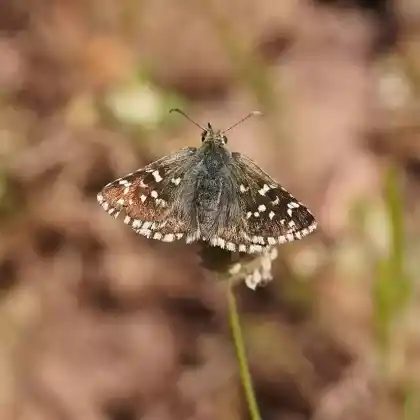 Foto von Amboßfleck-Würfeldickkopffalter (Pyrgus onopordi)