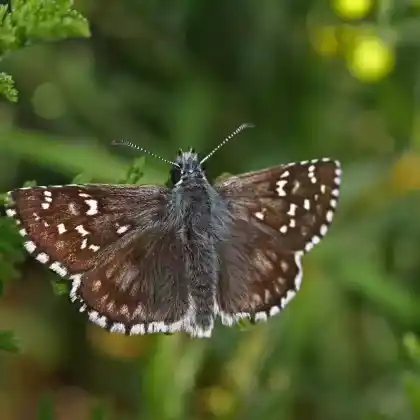Foto von Schwarzbrauner Würfeldickkopf (Pyrgus serratulae)