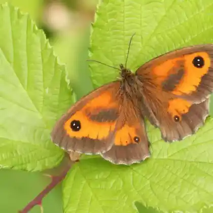 Foto von Rotbraunes Ochsenauge (Pyronia tithonus)