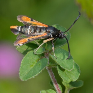 Roter Ampfer-Glasflügler