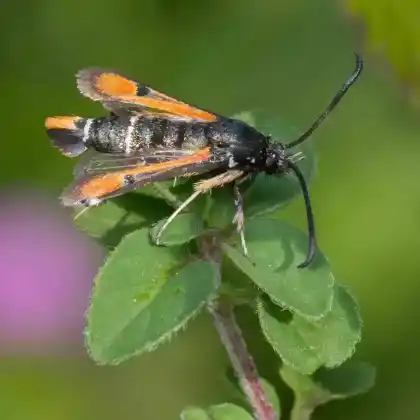 Foto von Roter Ampfer-Glasflügler (Pyropteron chrysidiformis)