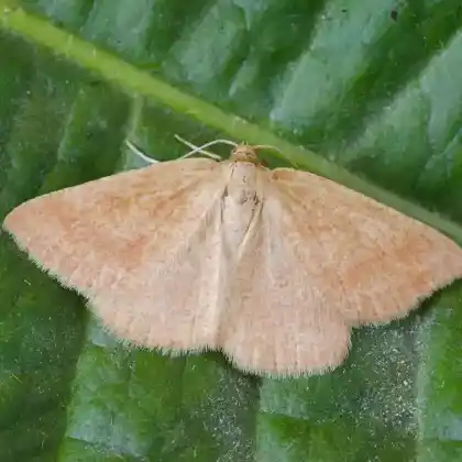 Foto von Magerrasen-Hauhechelspanner (Aplasta ononaria)