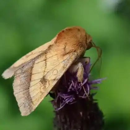 Foto von Umbra-Sonneneule (Pyrrhia umbra)