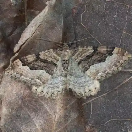 Foto von Berberitzenspanner (Rheumaptera cervinalis)