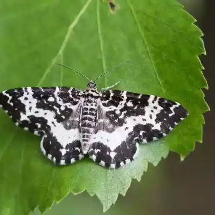 Foto von Großer Speerspanner (Rheumaptera hastata)