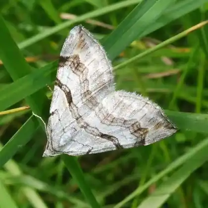 Foto von Blasser Hartheu-Grauspanner (Aplocera efformata)