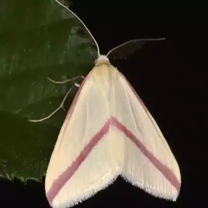 Foto von Schwefelgelber Schmuckspanner (Rhodometra sacraria)